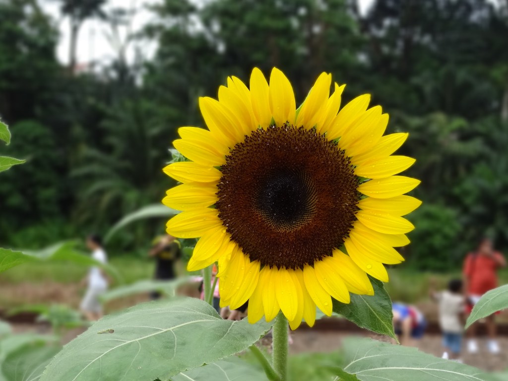 Flower of the Day – July 14, 2015 – Sunflower |&nbsp;cocoaevenings