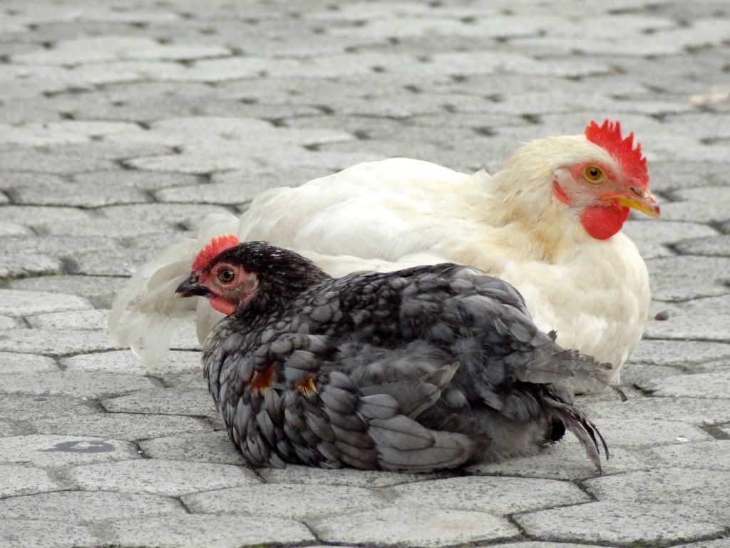 Half and Half: Symbol Edition – Roosters and Ba&nbsp;Gua