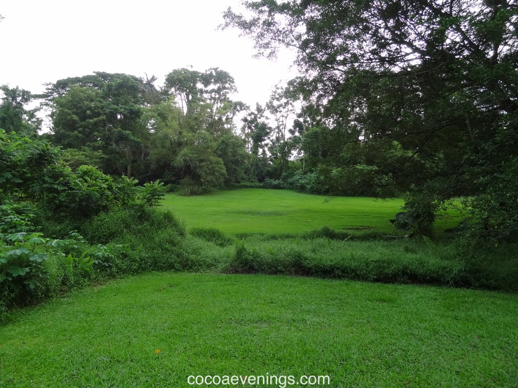 Travel Theme: Grasses | Lush&nbsp;Carpet