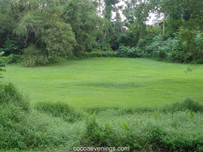 close up of grass at bukit timah secondary rainforest