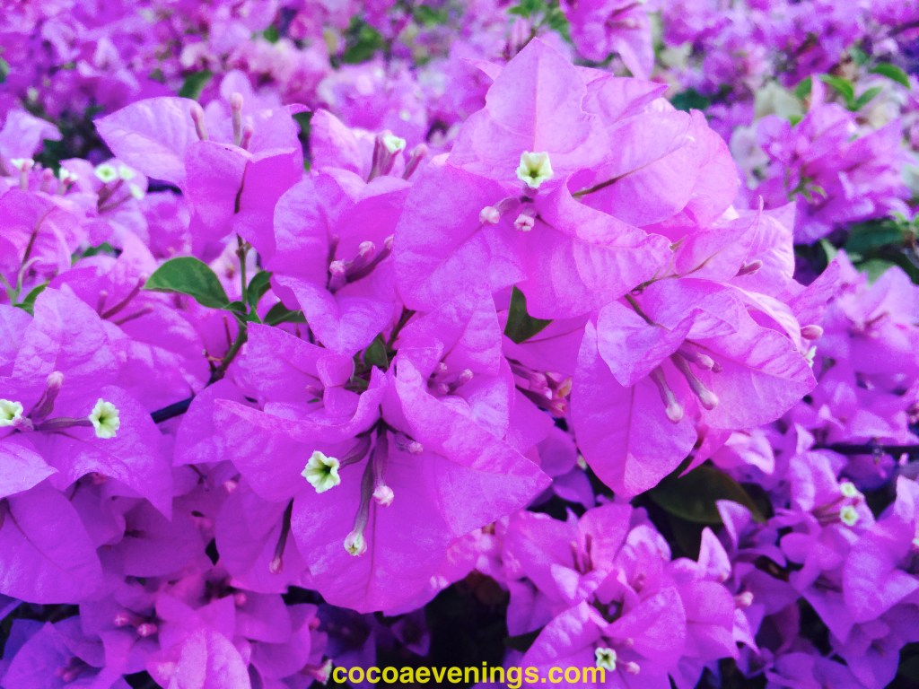 Flower of the Day – July 23, 2015 – Bougainvillea |&nbsp;cocoaevenings