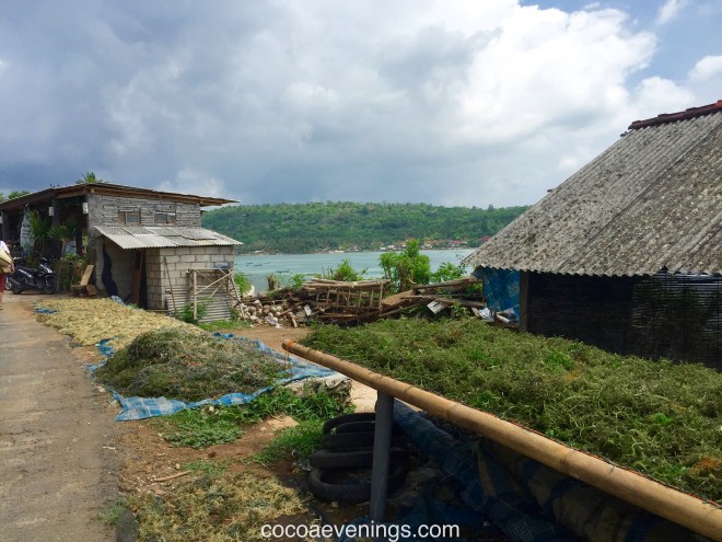 sun drying green tube seaweed in Bali fishing village
