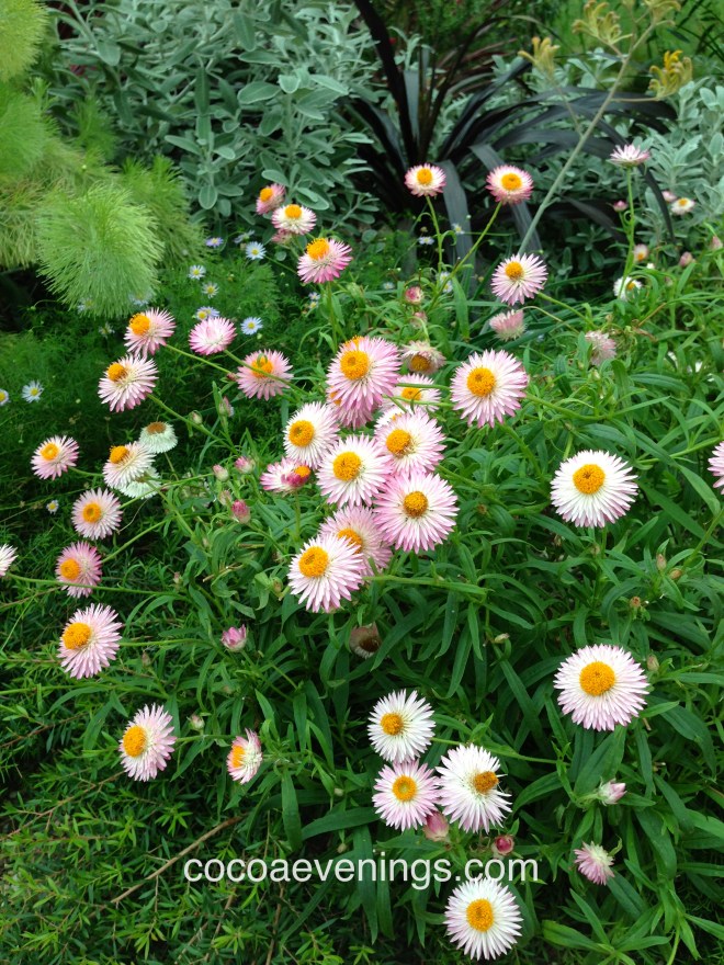 european daisies bellis perennis flower