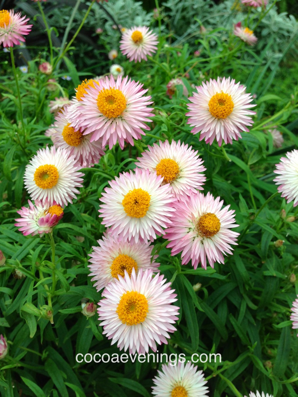 Flower of the Day – July 27, 2015 – European Daisies (Bellis Perennis) |&nbsp;cocoaevenings