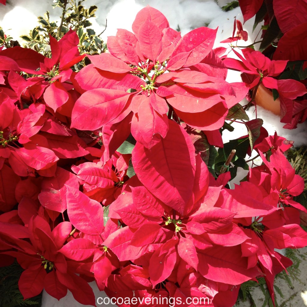 Flower of the Day – July 30, 2015 – Poinsettias (Euphorbia Pulcherrima) |&nbsp;cocoaevenings