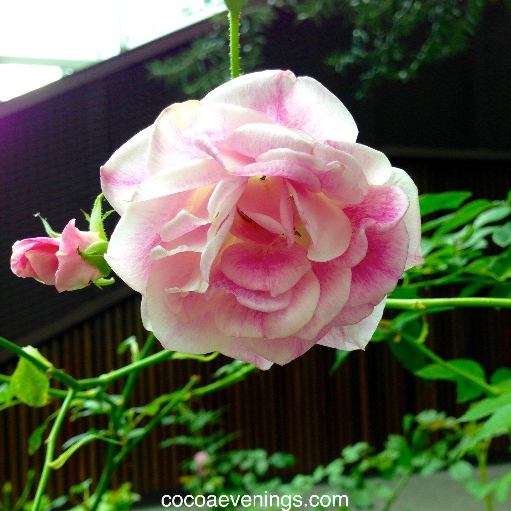 Flower of the Day – July 28, 2015 – Tulip |&nbsp;cocoaevenings