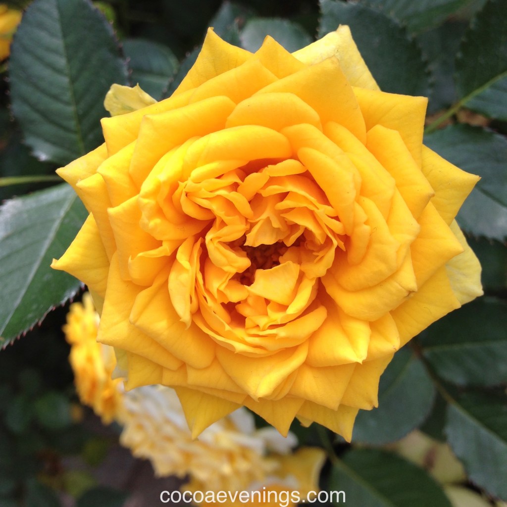 Flower of the Day – July 31, 2015 – Carolina Roses |&nbsp;cocoaevenings