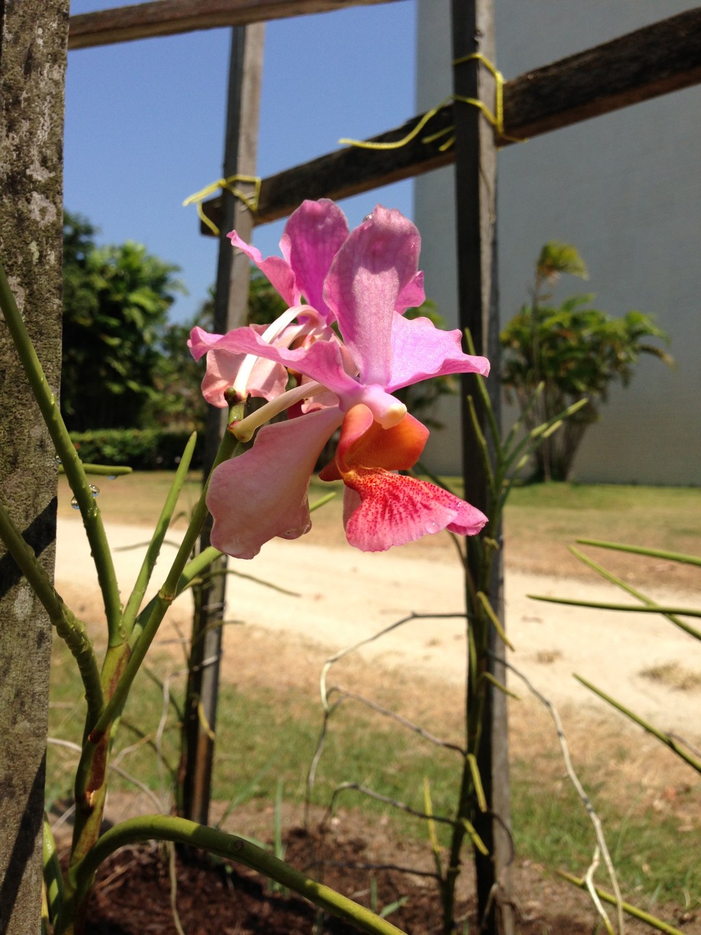 Flower of the Day – July 17, 2015 – Orchid |&nbsp;cocoaevenings