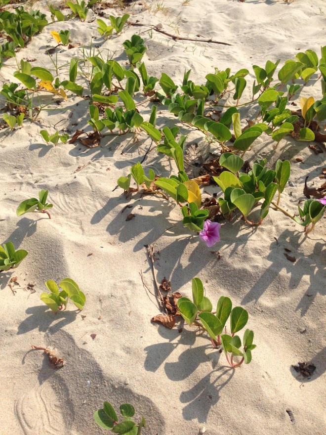 leaves crawled on the beach