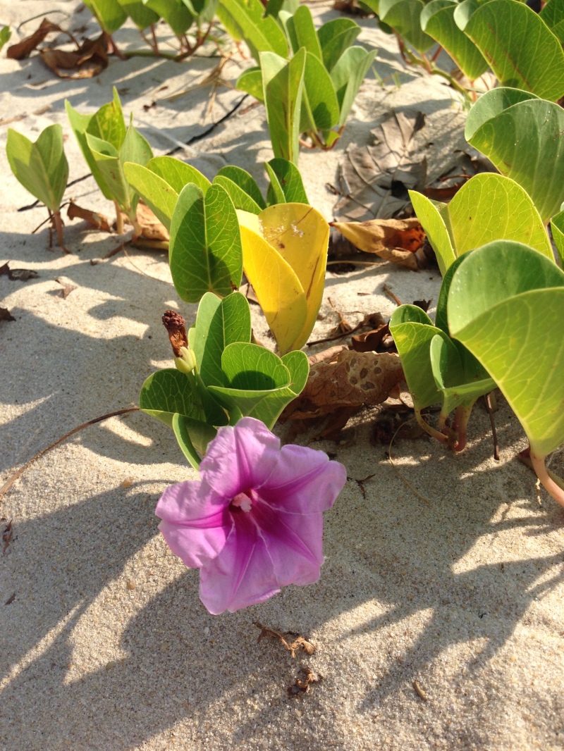 pink violet flower on the beach