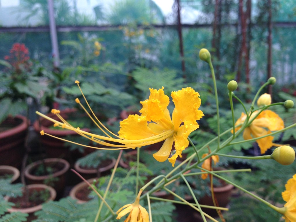 Flower of the Day – July 21, 2015 – Unknown |&nbsp;cocoaevenings