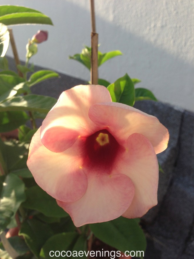 pink allamanda