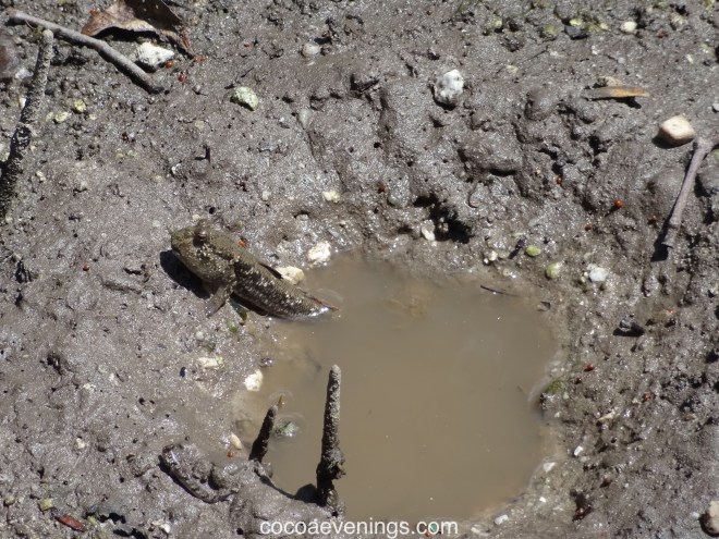 mudskipper-sungei-buloh-wetland-reserve-nature-singapore-DSC09506