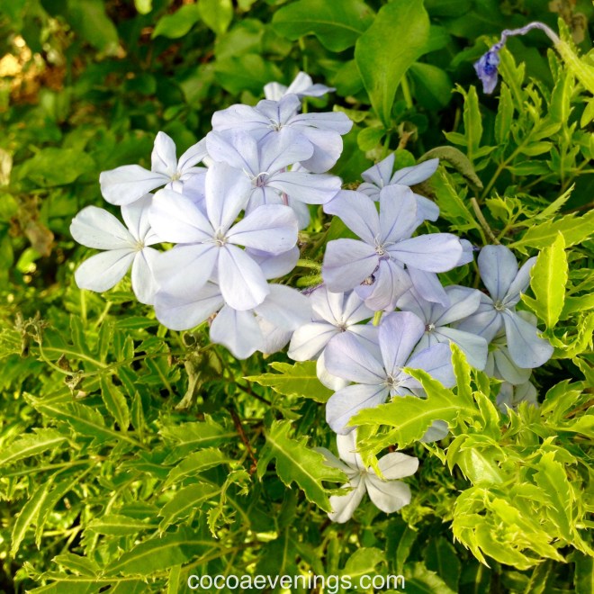 cape leadwort plumbago auriculata white flower five petals