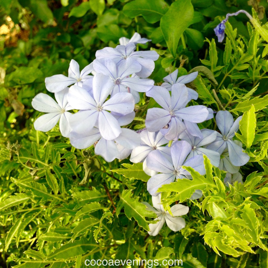 Flower of the Day – August 2, 2015 – Cape Leadwort (Plumbago Auriculata) |&nbsp;cocoaevenings