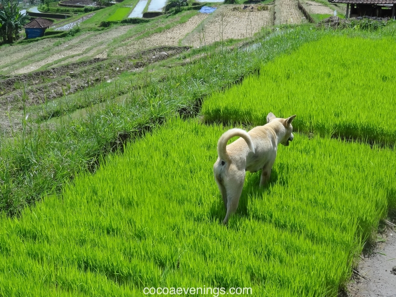 farm-dog-on-rice-padi-field-bali-indonesia