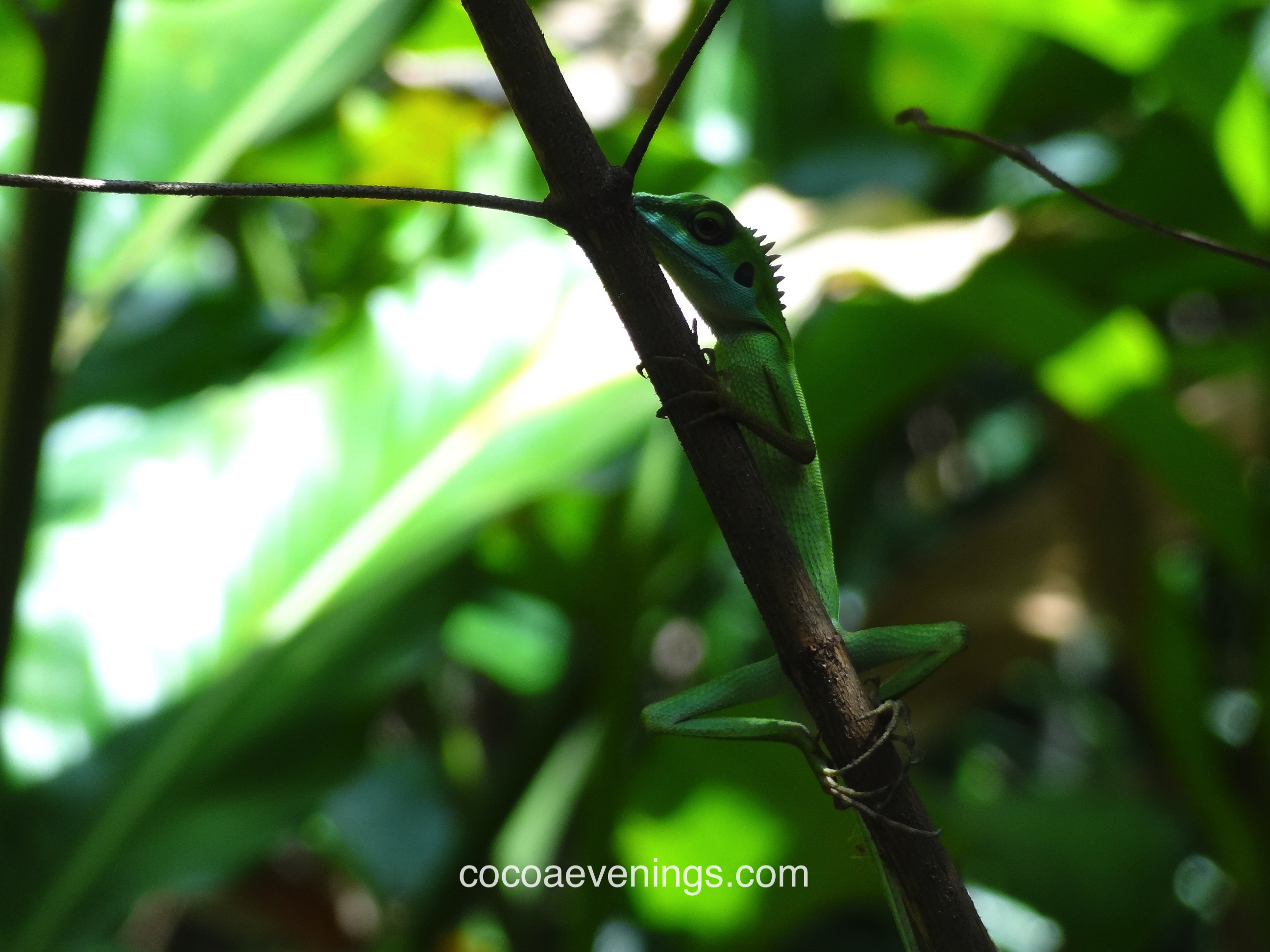 wild-gecko-perched-on-tree-branch-sungei-buloh-wetland-reserve