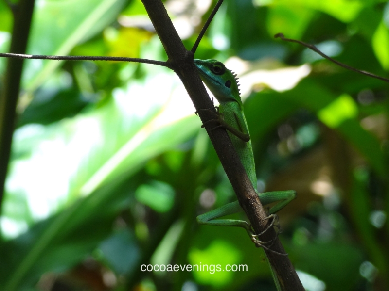 wild-gecko-perched-on-tree-branch-sungei-buloh-wetland-reserve