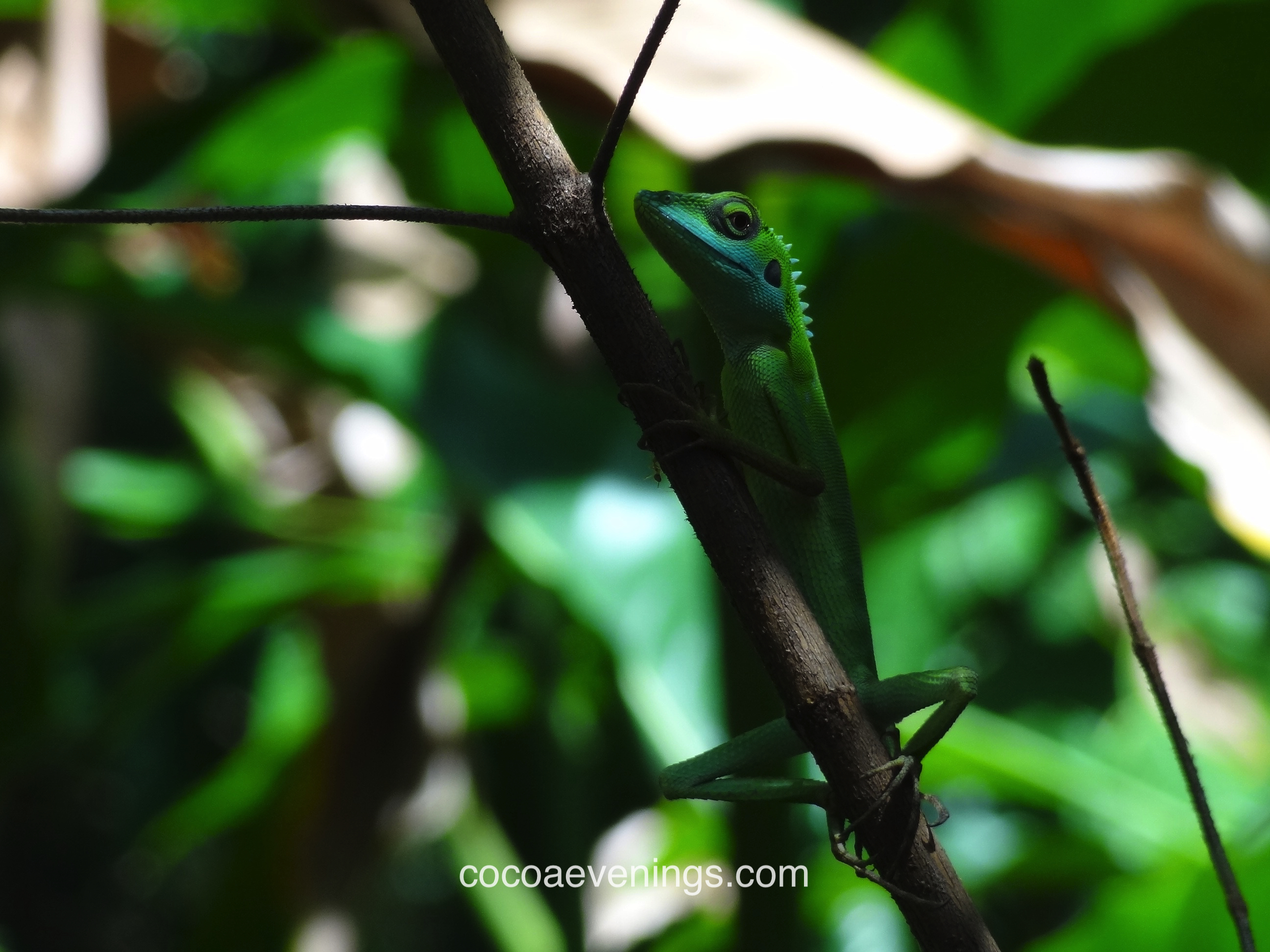 wild-gecko-watching-me-sungei-buloh-wetland-reserve