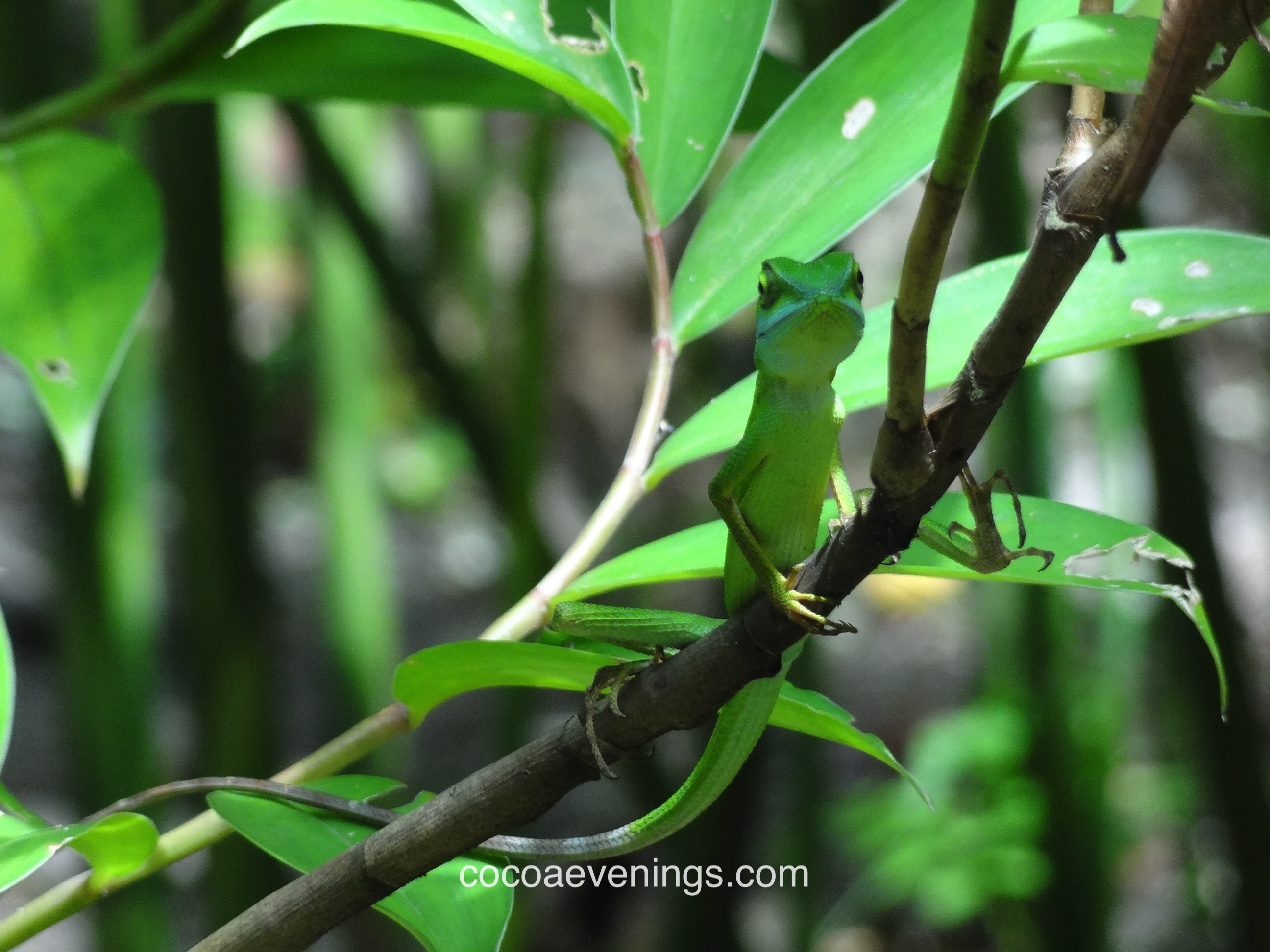 wile-gecko-looking-at-me-sungei-buloh-wetland-reserve