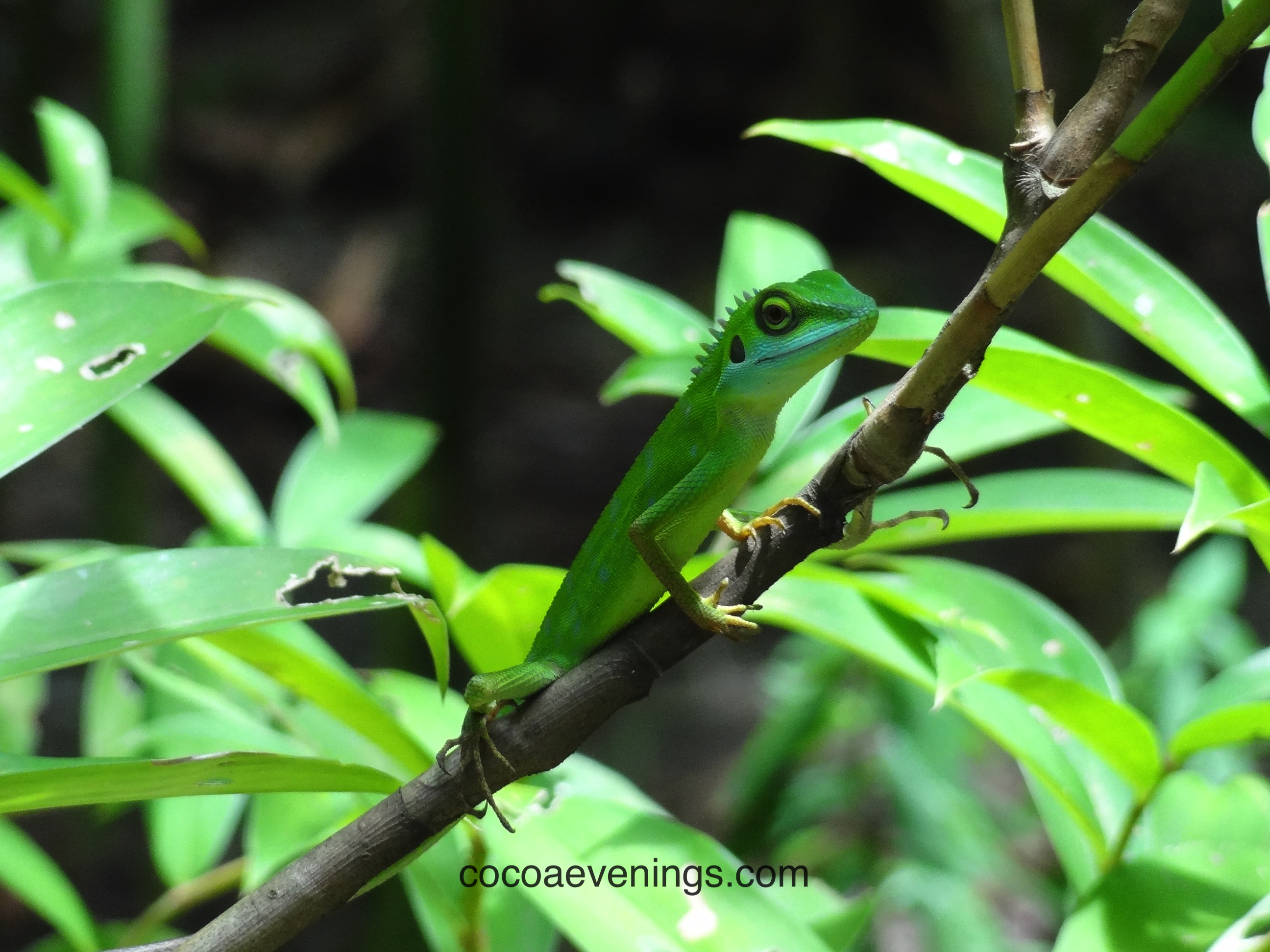gecko-watching-me-from-tree-branch-sungei-buloh-wetland-reserve