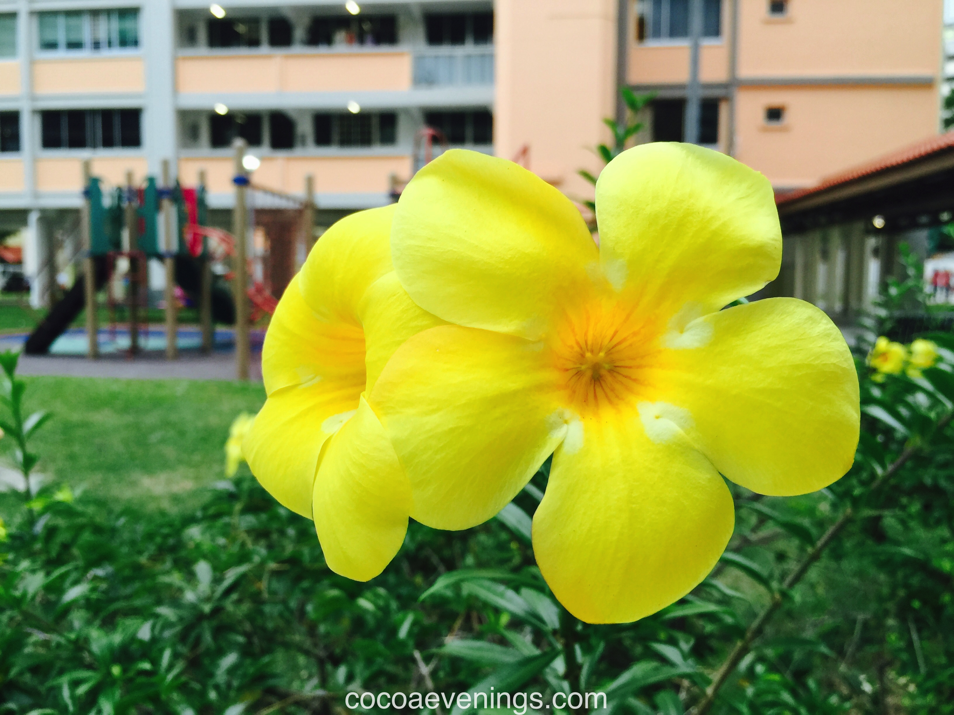 golden-trumpets-allamanda-cathartica-2015-08-05_18-42-41