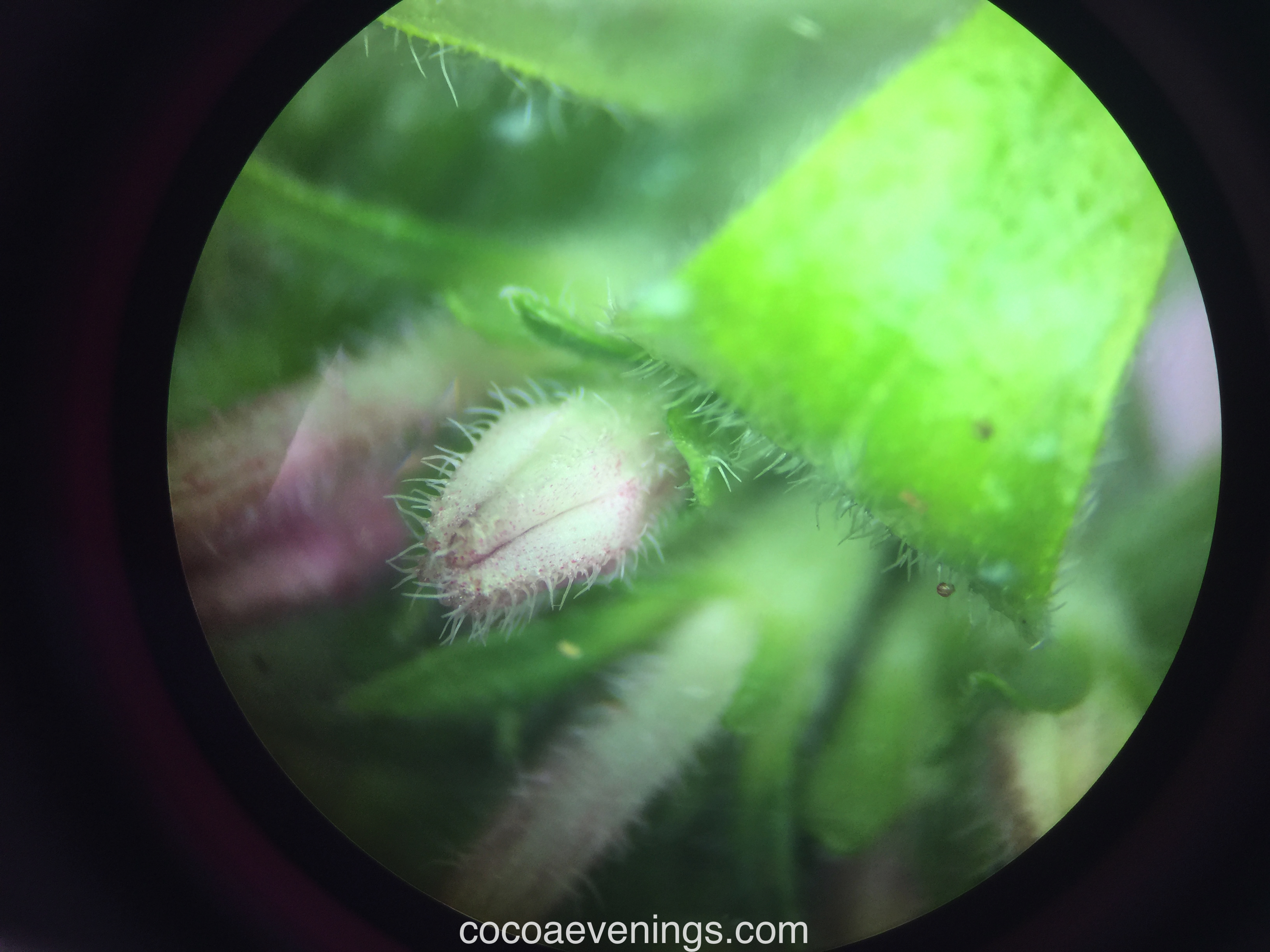 flower-under-the-microscope-2015-09-23_14-44-33