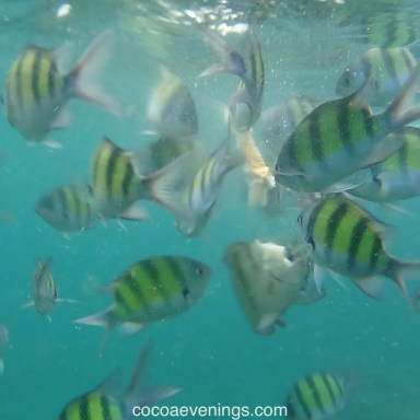 fish-and-bread-andaman-sea-DSC01925