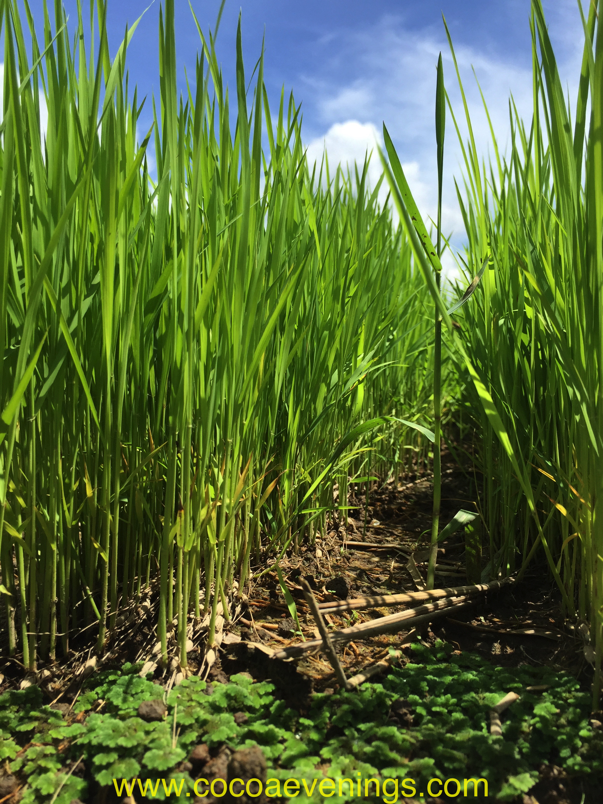 rice-padi-field-terrace-green-rows-sky-clouds-bali-indonesia