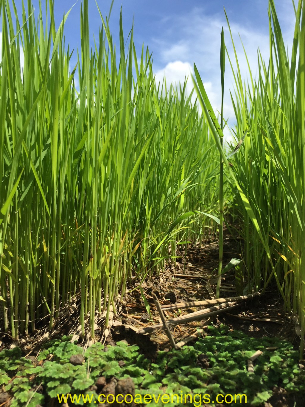 SL-Week 2-02: Ground | Rice&nbsp;Padi