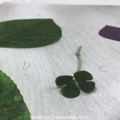 lucky-four-leaves-clover