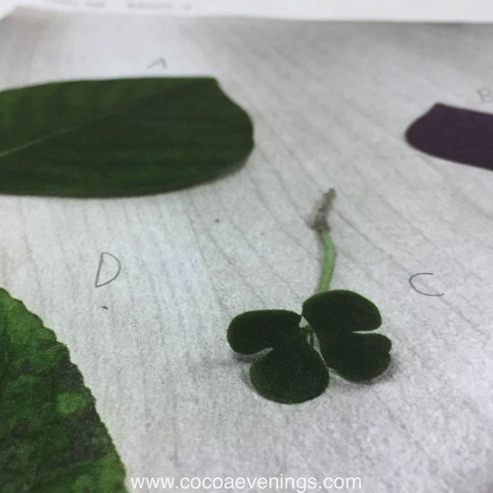 The Legendary Lucky Four-Leaves&nbsp;Clover